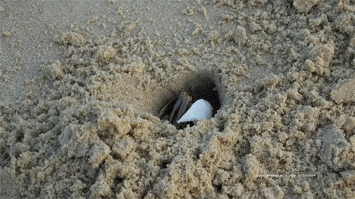 crab at panambur beach